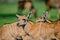 Young Eland Antelope animal Taurotragus Oryx in Summer