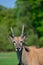 Young Eland Antelope animal Taurotragus Oryx in Summer