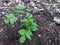 Young elder tree sambucus nigra