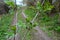 Young elderberry branch blossoms in spring