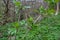 Young elderberry branch blossoms in spring