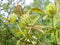 Young elderberry inflorescence