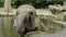 Young elephant bathing on the pond