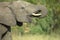 A young elephant bull drinking water.