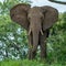 Young elephant bull eating grass in the early morning light