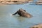 Young elephant calf bathing in a river water, taking a water in trunk and watering itself. Sri Lankan elephant is a subspecies of