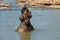 Young elephant calf bathing in a river water, taking a water in trunk and watering itself. Sri Lankan elephant is a subspecies of