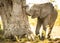 Young Elephant Calf Playing With Trunk