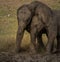 Young elephant calves playing in mud