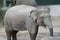 A young elephant in captivity with its body half wet