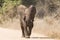 Young elephant charge aggressive along a road to chase danger