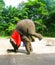 Young elephant doing tricks in Thailand