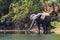 Young elephant dring water in a river