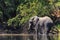 Young elephant dring water in a river