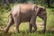 Young elephant Elephas maximus at Minneriya Minneria national park, Sri Lanka, South Asia