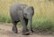 Young Elephant on Forest Trail at Masai Mara