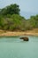 Young elephant having a bath in a jungle lake, Udawalawe, Sri Lanka