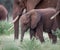 Young elephant keeps close to the adults in the herd