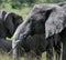 Young elephant, loxodonta africana , resting his trunk on small ivory tusk,