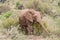 Young elephant at Pilanesberg Game Reserve, South Africa