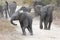 Young elephant play on a road with family feed nearby