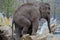 Young Elephant Playing At Artis Zoo Amsterdam The Netherlands