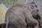 Young Elephant Playing At Artis Zoo Amsterdam The Netherlands