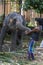 A young elephant plays with a mahout within the Temple of the Sacred Tooth Relic complex in Kandy, Sri Lanka.