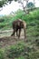 A Young Elephant Pulls against the Chain on its Foot