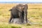 Young elephant scratching her belly