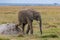 Young elephant scratching his leg