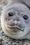 Young elephant seal