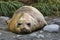 Young Elephant Seal, South Georgia Island