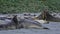 Young Elephant seals fight