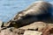 Young Elephant Seals Grytviken