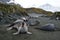 Young Elephant Seals, South Georgia Island