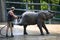 Young elephant shower in Zoo Wuppertal, Germany. Zookeeper brushing elephant skin.