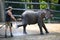 Young elephant shower in Zoo Wuppertal, Germany. Zookeeper brushing elephant skin.