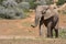 Young elephant smelling the air