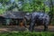 Young elephant Sri Lanka