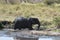 Young Elephant  stuck in a muddy waterhole, Serengeti, Tanzania