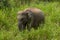 A young elephant in a thicket of lush grass