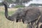 Young Elephant trumpeting