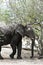 A young elephant under a tree