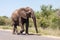 Young elephant walking along the road