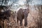 Young elephant walking through thorny bush