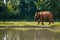 The young elephant walking in the zoo area