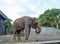 The young elephant walking in the zoo area