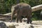 Young elephant walks quietly through the zoo