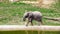 Young elephant in zoo de Beauval